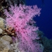 coral_soft_dae_ni_v_0327_egy2334.jpg